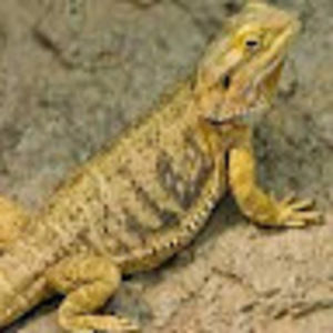 Meet your Posher, Cameron